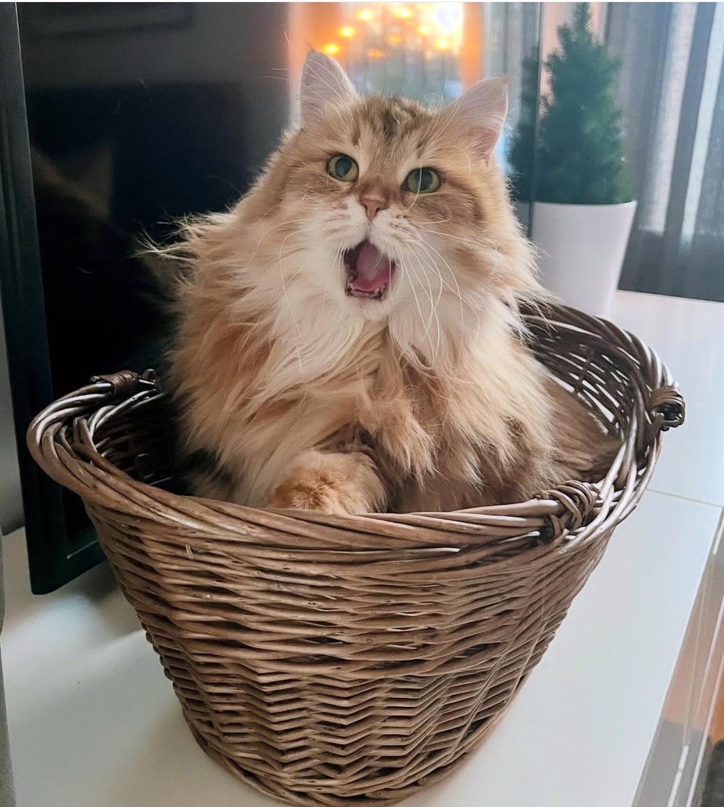 Sibirisk katt Yoko